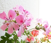 植え替え時のコツ１