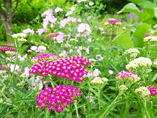 植え替え時のコツ１