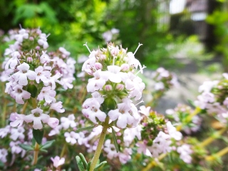 植え替え時のコツ１