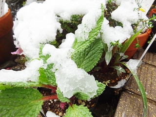 植え替え時のコツ１