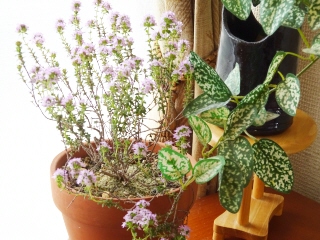 花や観葉植物として育てたい