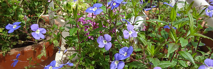 ハーブの鉢植えの楽しみ方