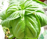 植え替え時のコツ１