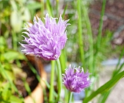 植え替え時のコツ１
