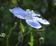 植え替え時のコツ１