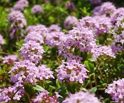 植え替え時のコツ１