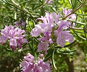 植え替え時のコツ１