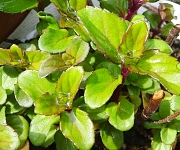 植え替え時のコツ１