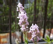 植え替え時のコツ１