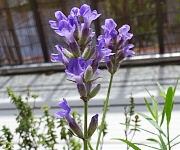 植え替え時のコツ１