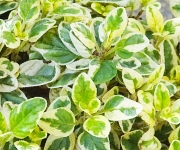 植え替え時のコツ１