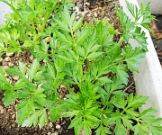 植え替え時のコツ１