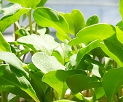植え替え時のコツ１