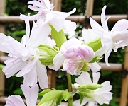 植え替え時のコツ１