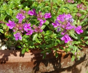 植え替え時のコツ１
