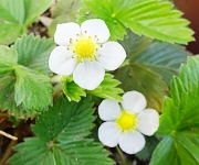 植え替え時のコツ１